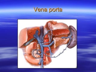 Vena porta 