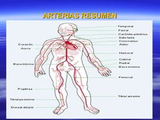 ARTERIAS RESUMEN 
