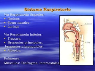 Sistema Respiratorio Vía Respiratoria Superior: Narinas Fosas nasales Laringe  Vía Respiratoria Inferior: Tráquea. Bronquios principales, bronquios y bronquiolos. Alveolos. Pulmones. Músculos:-Diafragma, Intercostales.   
