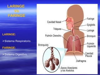 LARINGE  Vs FARINGE LARINGE:   Sistema Respiratorio. FARINGE:  Sistema Digestivo. 