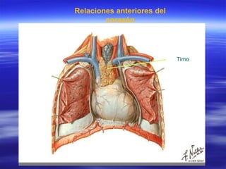 Relaciones anteriores del corazón Timo 