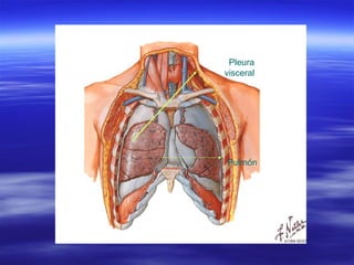 Pleura visceral Pulmón 