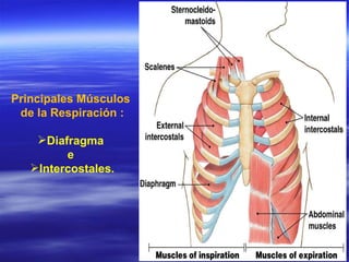 Principales Músculos  de la Respiración : Diafragma  e  Intercostales. 