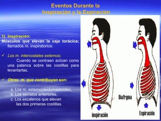 Eventos Durante la  Inspiración y la Expiración Inspiración:  Músculos que elevan la caja torácica;  llamados m. inspiratorios: Los m. intercostales externos ;  Cuando se contraen actúan como una palanca sobre las costillas para levantarlas. Otros  m.   que contribuyen  son:  a. Los m. esternocleidomastoideo,  b. Los serratos anteriores, c. Los escalenos que elevan  las dos primeras costillas.  