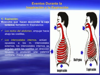 Expiración: Músculos que  hacen descender la caja torácica;  llamados m. Espiratorios:  Los rectos del abdomen , empujar hacia abajo las costillas. Los intercostales internos ,  actúan  opuestos a los m. intercostales externos, los intercostales internos se angulan entre las costillas en dirección opuesta y producen una palanca contraria.  (hacia abajo). Eventos Durante la  Inspiración y la Expiración 