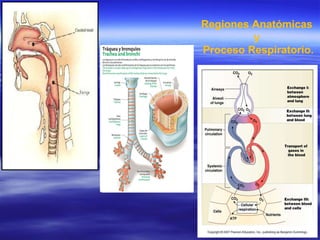 Regiones Anatómicas  y  Proceso Respiratorio. 