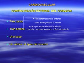 CARDIOVASCULAR CONFIGURACIÓN EXTERNA  DEL CORAZON  Tres caras Tres bordes:  derecho, superior izquierdo, inferior izquierdo   Una base Un vértice: el ápex del corazón cara esternocostal o anterior cara diafragmática o inferior cara pulmonar o lateral izquierda 