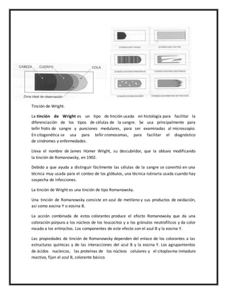 Tinción de Wright. 
La tinción de Wright es un tipo de tinción usada en histología para facilitar la 
diferenciación de los tipos de células de la sangre. Se usa principalmente para 
teñir frotis de sangre y punciones medulares, para ser examinadas al microscopio. 
En citogenética se usa para teñir cromosomas, para facilitar el diagnóstico 
de síndromes y enfermedades. 
Lleva el nombre de James Homer Wright, su descubridor, que la obtuvo modificando 
la tinción de Romanowsky, en 1902. 
Debido a que ayuda a distinguir fácilmente las células de la sangre se convirtió en una 
técnica muy usada para el conteo de los glóbulos, una técnica rutinaria usada cuando hay 
sospecha de infecciones. 
La tinción de Wright es una tinción de tipo Romanowsky. 
Una tinción de Romanowsky consiste en azul de metileno y sus productos de oxidación, 
así como eosina Y o eosina B. 
La acción combinada de estos colorantes produce el efecto Romanowsky que da una 
coloración púrpura a los núcleos de los leucocitos y a los gránulos neutrofílicos y da color 
rosado a los eritrocitos. Los componentes de este efecto son el azul B y la eosina Y. 
Las propiedades de tinción de Romanowsky dependen del enlace de los colorantes a las 
estructuras químicas y de las interacciones del azul B y la eosina Y. Los agrupamientos 
de ácidos nucleicos, las proteínas de los núcleos celulares y el citoplasma inmaduro 
reactivo, fijan el azul B, colorante básico. 
 