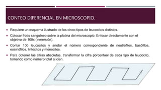 CONTEO DIFERENCIAL EN MICROSCOPIO.
 Requiere un esquema ilustrado de los cinco tipos de leucocitos distintos.
 Colocar frotis sanguíneo sobre la platina del microscopio. Enfocar directamente con el
objetivo de 100x (inmersión).
 Contar 100 leucocitos y anotar el número correspondiente de neutrófilos, basófilos,
eosinófilos, linfocitos y monocitos.
 Para obtener las cifras absolutas, transformar la cifra porcentual de cada tipo de leucocito,
tomando como número total al cien.
 