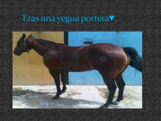 Eras una yegua portera♥.