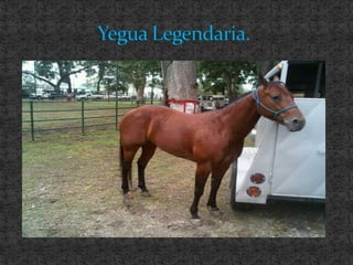 Yegua Legendaria. 
