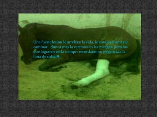 Una fuerte lesión le arrebato la vida, le costo la forma de caminar . Nunca mas la veremos en las mangas, pero los que lograron verla siempre recordaran su elegancia a la hora de colear♥.