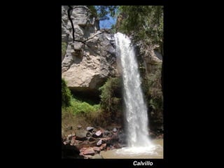 Calvillo 