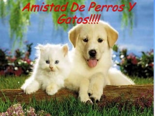 Amistad De Perros Y
      Gatos!!!!
 