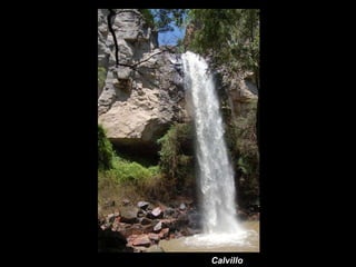 Calvillo 