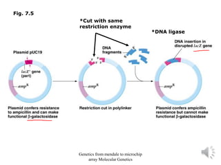 Fig. 7.5
*Cut with same
restriction enzyme
*DNA ligase
Genetics from mendale to microchip
array Molecular Genetics
 