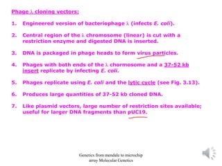 Phage  cloning vectors:
1. Engineered version of bacteriophage  (infects E. coli).
2. Central region of the  chromosome (linear) is cut with a
restriction enzyme and digested DNA is inserted.
3. DNA is packaged in phage heads to form virus particles.
4. Phages with both ends of the  chormosome and a 37-52 kb
insert replicate by infecting E. coli.
5. Phages replicate using E. coli and the lytic cycle (see Fig. 3.13).
6. Produces large quantities of 37-52 kb cloned DNA.
7. Like plasmid vectors, large number of restriction sites available;
useful for larger DNA fragments than pUC19.
Genetics from mendale to microchip
array Molecular Genetics
 