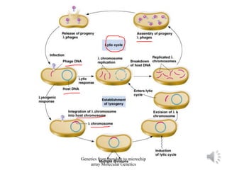 Genetics from mendale to microchip
array Molecular Genetics
 