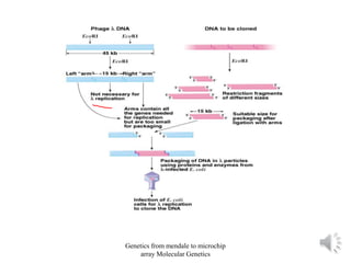 Genetics from mendale to microchip
array Molecular Genetics
 