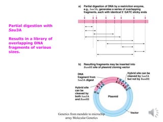 Partial digestion with
Sau3A
Results in a library of
overlapping DNA
fragments of various
sizes.
Genetics from mendale to microchip
array Molecular Genetics
 