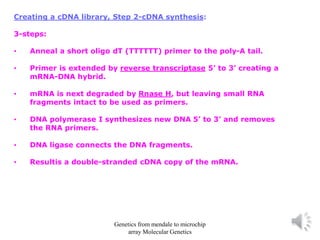 Creating a cDNA library, Step 2-cDNA synthesis:
3-steps:
• Anneal a short oligo dT (TTTTTT) primer to the poly-A tail.
• Primer is extended by reverse transcriptase 5’ to 3’ creating a
mRNA-DNA hybrid.
• mRNA is next degraded by Rnase H, but leaving small RNA
fragments intact to be used as primers.
• DNA polymerase I synthesizes new DNA 5’ to 3’ and removes
the RNA primers.
• DNA ligase connects the DNA fragments.
• Resultis a double-stranded cDNA copy of the mRNA.
Genetics from mendale to microchip
array Molecular Genetics
 