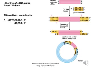 , Cloning of cDNA using
BamHI linkers
Alternative: use adapter
5’-GATCCAGAC-3’
GTCTG-5’
Genetics from Mendale to microchip
array Molecular Genetics
 