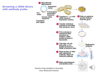 Screening a cDNA library
with antibody probe.
Genetics from mendale to microchip
array Molecular Genetics
 