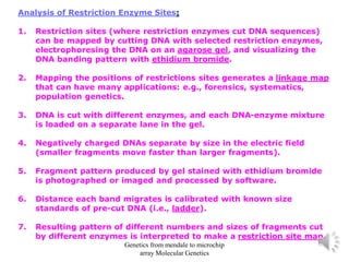 Analysis of Restriction Enzyme Sites:
1. Restriction sites (where restriction enzymes cut DNA sequences)
can be mapped by cutting DNA with selected restriction enzymes,
electrophoresing the DNA on an agarose gel, and visualizing the
DNA banding pattern with ethidium bromide.
2. Mapping the positions of restrictions sites generates a linkage map
that can have many applications: e.g., forensics, systematics,
population genetics.
3. DNA is cut with different enzymes, and each DNA-enzyme mixture
is loaded on a separate lane in the gel.
4. Negatively charged DNAs separate by size in the electric field
(smaller fragments move faster than larger fragments).
5. Fragment pattern produced by gel stained with ethidium bromide
is photographed or imaged and processed by software.
6. Distance each band migrates is calibrated with known size
standards of pre-cut DNA (i.e., ladder).
7. Resulting pattern of different numbers and sizes of fragments cut
by different enzymes is interpreted to make a restriction site map.
Genetics from mendale to microchip
array Molecular Genetics
 