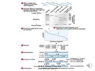 Genetics from mendale to microchip
array Molecular Genetics
 