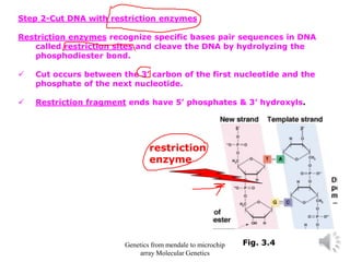 Step 2-Cut DNA with restriction enzymes
Restriction enzymes recognize specific bases pair sequences in DNA
called restriction sites and cleave the DNA by hydrolyzing the
phosphodiester bond.
✓ Cut occurs between the 3’ carbon of the first nucleotide and the
phosphate of the next nucleotide.
✓ Restriction fragment ends have 5’ phosphates & 3’ hydroxyls.
Fig. 3.4
restriction
enzyme
Genetics from mendale to microchip
array Molecular Genetics
 