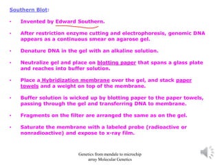 Southern Blot:
• Invented by Edward Southern.
• After restriction enzyme cutting and electrophoresis, genomic DNA
appears as a continuous smear on agarose gel.
• Denature DNA in the gel with an alkaline solution.
• Neutralize gel and place on blotting paper that spans a glass plate
and reaches into buffer solution.
• Place a Hybridization membrane over the gel, and stack paper
towels and a weight on top of the membrane.
• Buffer solution is wicked up by blotting paper to the paper towels,
passing through the gel and transferring DNA to membrane.
• Fragments on the filter are arranged the same as on the gel.
• Saturate the membrane with a labeled probe (radioactive or
nonradioactive) and expose to x-ray film.
Genetics from mendale to microchip
array Molecular Genetics
 