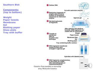 Southern Blot
Components:
(top to bottom)
Weight
Paper towels
Membrane
Gel
Blotting paper
Glass plate
Tray with buffer
Genetics from mendale to microchip
array Molecular Genetics
 
