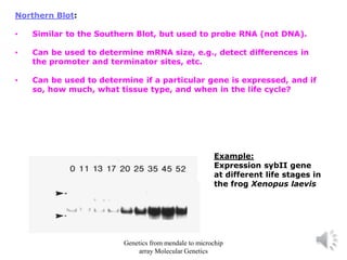 Northern Blot:
• Similar to the Southern Blot, but used to probe RNA (not DNA).
• Can be used to determine mRNA size, e.g., detect differences in
the promoter and terminator sites, etc.
• Can be used to determine if a particular gene is expressed, and if
so, how much, what tissue type, and when in the life cycle?
Example:
Expression sybII gene
at different life stages in
the frog Xenopus laevis
Genetics from mendale to microchip
array Molecular Genetics
 