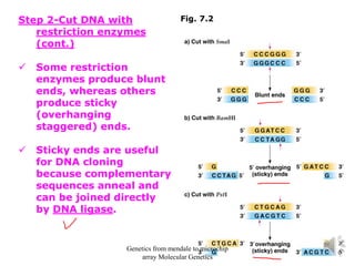 Step 2-Cut DNA with
restriction enzymes
(cont.)
✓ Some restriction
enzymes produce blunt
ends, whereas others
produce sticky
(overhanging
staggered) ends.
✓ Sticky ends are useful
for DNA cloning
because complementary
sequences anneal and
can be joined directly
by DNA ligase.
Fig. 7.2
Genetics from mendale to microchip
array Molecular Genetics
 