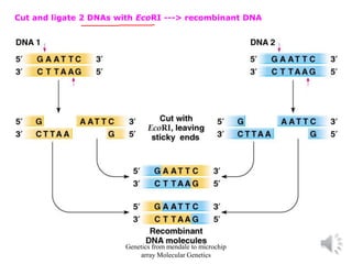 Cut and ligate 2 DNAs with EcoRI ---> recombinant DNA
Genetics from mendale to microchip
array Molecular Genetics
 