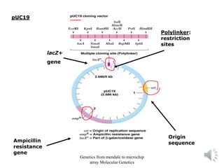 pUC19
Polylinker:
restriction
sites
Origin
sequence
Ampicillin
resistance
gene
lacZ+
gene
Genetics from mendale to microchip
array Molecular Genetics
 