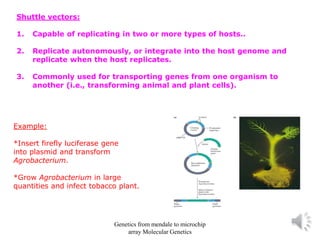 Shuttle vectors:
1. Capable of replicating in two or more types of hosts..
2. Replicate autonomously, or integrate into the host genome and
replicate when the host replicates.
3. Commonly used for transporting genes from one organism to
another (i.e., transforming animal and plant cells).
Example:
*Insert firefly luciferase gene
into plasmid and transform
Agrobacterium.
*Grow Agrobacterium in large
quantities and infect tobacco plant.
Genetics from mendale to microchip
array Molecular Genetics
 
