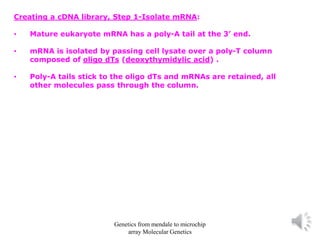 Creating a cDNA library, Step 1-Isolate mRNA:
• Mature eukaryote mRNA has a poly-A tail at the 3’ end.
• mRNA is isolated by passing cell lysate over a poly-T column
composed of oligo dTs (deoxythymidylic acid) .
• Poly-A tails stick to the oligo dTs and mRNAs are retained, all
other molecules pass through the column.
Genetics from mendale to microchip
array Molecular Genetics
 