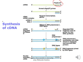 ,
Synthesis
of cDNA
Genetics from mendale to microchip
array Molecular Genetics
 