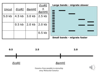 Uncut EcoRI BamHI
EcoRI
+
BamHI
5.0 kb 4.5 kb 3.0 kb 2.5 kb
0.5 kb 2.0 kb 2.0 kb
0.5 kb
Small bands - migrate faster
Large bands - migrate slower
0.5 2.5 2.0
BamHI
EcoRI
Genetics from mendale to microchip
array Molecular Genetics
 