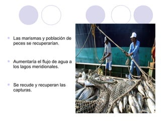    Las marismas y población de
    peces se recuperarían.


   Aumentaría el flujo de agua a
    los lagos meridionales.


   Se recude y recuperan las
    capturas.
 