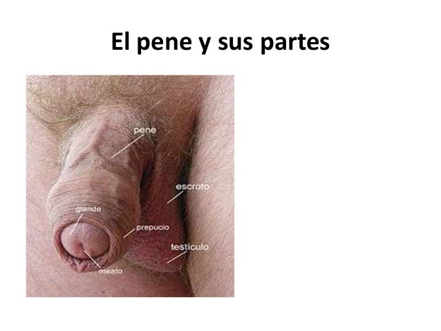 El preparado más eficaz para el aumento del pene