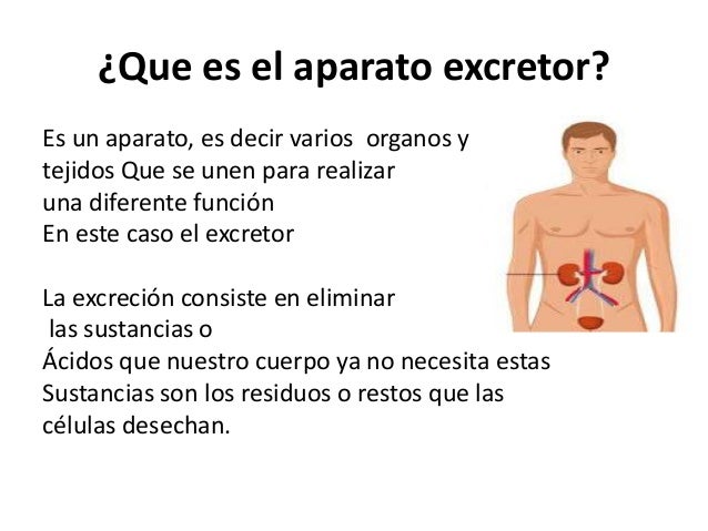 Para Que Nos Sirve El Sistema Excretor