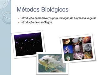 Métodos Biológicos
   Introdução de herbívoros para remoção da biomassa vegetal;
   Introdução de cianófagos.
 