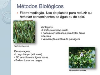 Métodos Biológicos
      Fitorremediação- Uso de plantas para reduzir ou
       remover contaminantes da água ou do solo.


                      Vantagens:
                      Eficiência e baixo custo
                       Podem ser utilizadas para tratar áreas
                      extensas
                       Valorização estética da paisagem

Typha dominguensis


Desvantagens:
Longo tempo (até anos)
 Só se aplica em águas rasas
Podem tornar-se pragas


                                               Eichhornia crassipes
 