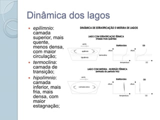 Dinâmica dos lagos
 epilímnio:
  camada
  superior, mais
  quente,
  menos densa,
  com maior
  circulação;
 termoclina:
  camada de
  transição;
 hipolímnio:
  camada
  inferior, mais
  fria, mais
  densa, com
  maior
  estagnação;
 
