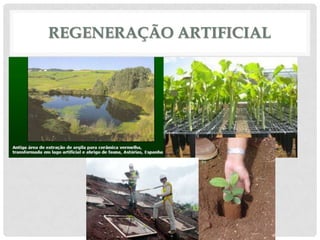 REGENERAÇÃO ARTIFICIAL

 