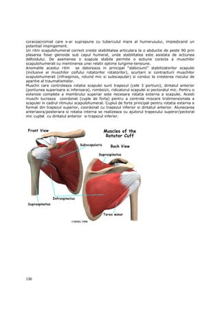 coracoacromial care s-ar suprapune cu tuberculul mare al humerusului, impiedicand un
potential impingement.
Un ritm scapulohumeral correct creste stabilitatea articulara la o abductie de peste 90 prin
plasarea fosei glenoide sub capul humeral, unde stabilitatea este asistata de actiunea
deltoidului. De asemenea o scapula stabila permite o actiune corecta a muschilor
scapulohumerali cu mentinerea unei relatii optime lungime-tensiune.
Anomalile acestui ritm       se datoreaza in principal “slabiciunii” stabilizatorilor scapulei
(inclusive ai muschilor coifului rotatorilor rotatorilor), scurtarii si contracturii muschilor
scapulohumerali (infraspinos, rotund mic si subscapular) si conduc la cresterea riscului de
aparitie al traumatismelor.
Muschii care controleaza rotatia scapulei sunt trapezul (cele 3 portiuni), dintatul anterior
(portiunea superioara si inferioara), romboizii, ridicatorul scapulei si pectoralul mic. Pentru o
extensie complete a membrului superiar este necesara rotatia externa a scapulei. Acesti
muschi lucreaza coordonat (cuple de forta) pentru a controla miscare tridimensionala a
scapulei in cadrul ritmului scapulohumeral. Cuplul de forte principal pentru rotatia externa e
format din trapezul superior, coordonat cu trapezul inferior si dintatul anterior. Alunecarea
anteriaora/posteriara si rotatia interna se realizeaza cu ajutorul trapezului superor/pectoral
mic cuplat cu dintatul anterior si trapezul inferior.




136
 