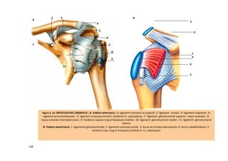 2       3                                                            B
  A
                                                                                                                                    3
                                                     4

                                                         5
                                                                                                                                            2
                                                             6

  1                                                              7

                                                                     8
                                                                                                                                        1
                   10                                                                                                                   4
                                                                     9
                                                                                                                                    6
                          11

                                                                                                                                    5

                                                                                                                                    5




      Figura 3. 10. ARTICULATIILE UM{RULUI ; A. Vedere anterioara ; 1- ligament transvers al scapulei; 2- ligament conoid ; 3- ligament trapezoid ; 4-
        ligament acromioclavicular ; 5- ligament coracoacromial;6- tendonul m. supraspinos ; 7- ligament glenohumeral superior ; teaca sinoviala ; 8-
      teaca sinoviala intertuberculara ; 9- tendonul capului lung al bicepsului brahial ; 10- ligament glenohumeral medial ; 11- ligament glenohumeral
                                                                            inferior
       B. Vedere posterioara; 1- ligamente glenohumerale; 2- ligament coracoacromial; 3- bursa acromiala subcutanata; 4- bursa subdeltoidiana; 5-
                                                  tendonul cap. lung al tricepsului brahial; 6- m. subscspular




138
 