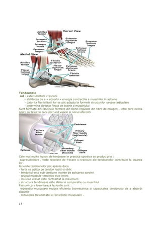 Tendoanele
 rol - extensibilitate crescuta
     - abilitatea de a « absorbi « energia contractila a muschilor in actiune
     - datorita flexibilitatii lor se pot adapta la formele structurilor osoase articulare
     - determina directia finala de actine a muschiului
Sunt formate din fascicule formate din benzi regulate din fibre de colagen , intre care exista
spatii cu tesut in care patrund vasele si nervii aferenti




Cele mai multe leziuni de tendoane in practica sportiva se produc prin :
 suprasolicitare , forte repetate de frecare si tractiuni ale tendoanelor contribuin la lezarea
lor .
leziunile tendoanelor pot aparea daca
- forta se aplica pe tendon rapid si oblic
- tendonul este sub tensiune inainte de aplicarea sarcinii
- grupul musculo-tendinos este intins
- musciul atasat este contractat la maximum
- structura tendinoasa este slaba in comparatie cu muscihiul
Factorii care favorizeaza leziunile sunt :
 -oboseala musculara reduce eficienta biomecanica si capacitatea tendonului de a absorbi
socurile
- reducerea flexibilitatii si rezistentei musculare .


17
 